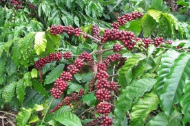 coffee-moka